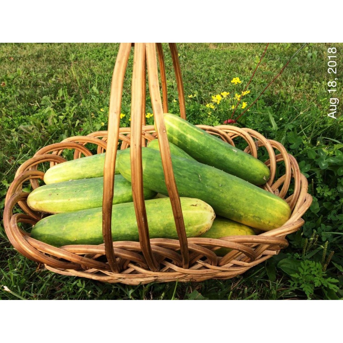 Marketmore Cucumber seeds Elena's Organic Garden Ontario, Canada